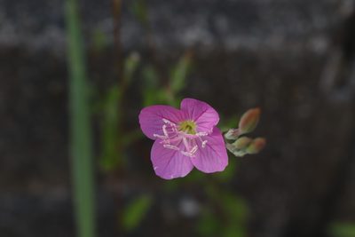 Oenothera rosea, photographed by Se Lena