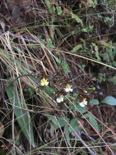 Prosthechea varicosa, photographed by harrier