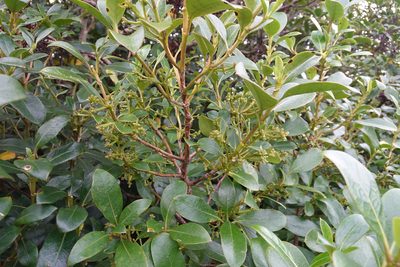 Coprosma lucida, photographed by Jon Sullivan