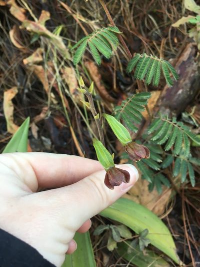 Prosthechea varicosa, photographed by harrier