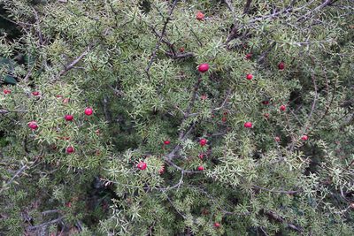 Leptecophylla juniperina, photographed by Jon Sullivan
