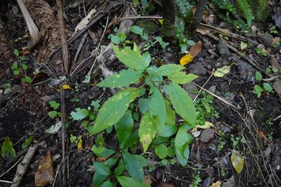 Fuchsia excorticata, photographed by Jon Sullivan