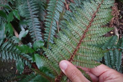 Polystichum vestitum
