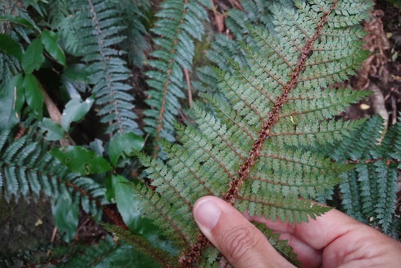 Polystichum vestitum, photographed by Jon Sullivan