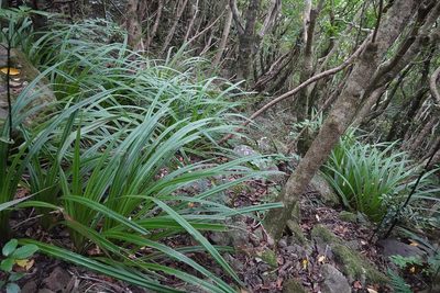 Astelia fragrans, photographed by Jon Sullivan