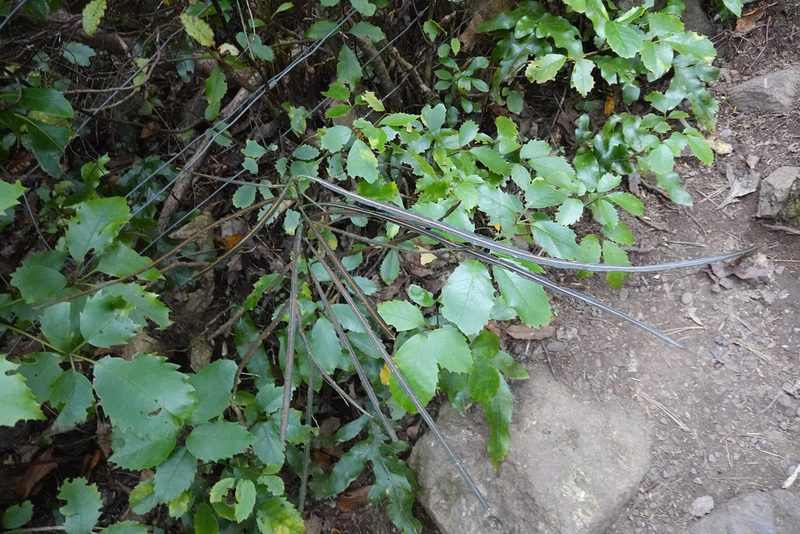Pseudopanax crassifolius, photographed by Jon Sullivan