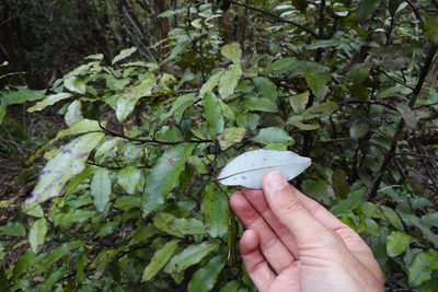 Pseudowintera colorata, photographed by Jon Sullivan