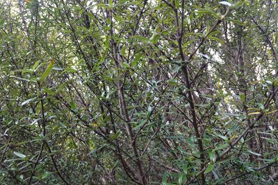 Coprosma linariifolia, photographed by Jon Sullivan