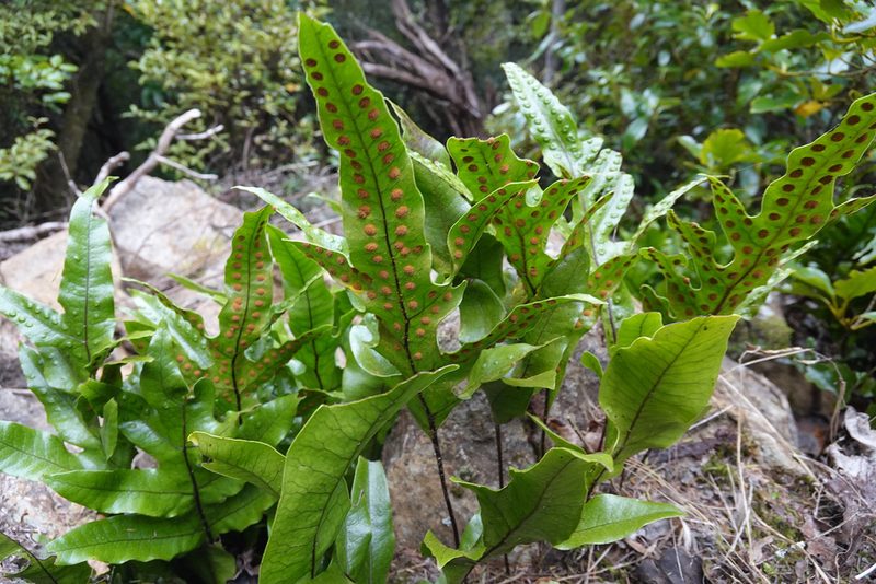 Zealandia pustulata, photographed by Jon Sullivan