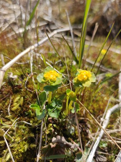 Chrysosplenium serreanum, photographed by Юлия