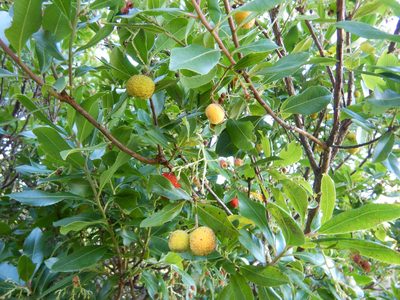 Arbutus unedo, photographed by Jon Sullivan