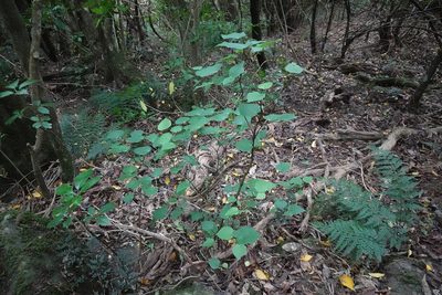 Piper excelsum, photographed by Jon Sullivan