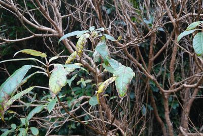 Fuchsia excorticata, photographed by Jon Sullivan