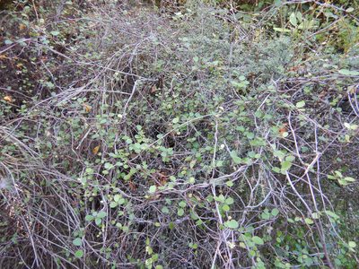 Muehlenbeckia complexa, photographed by Jon Sullivan