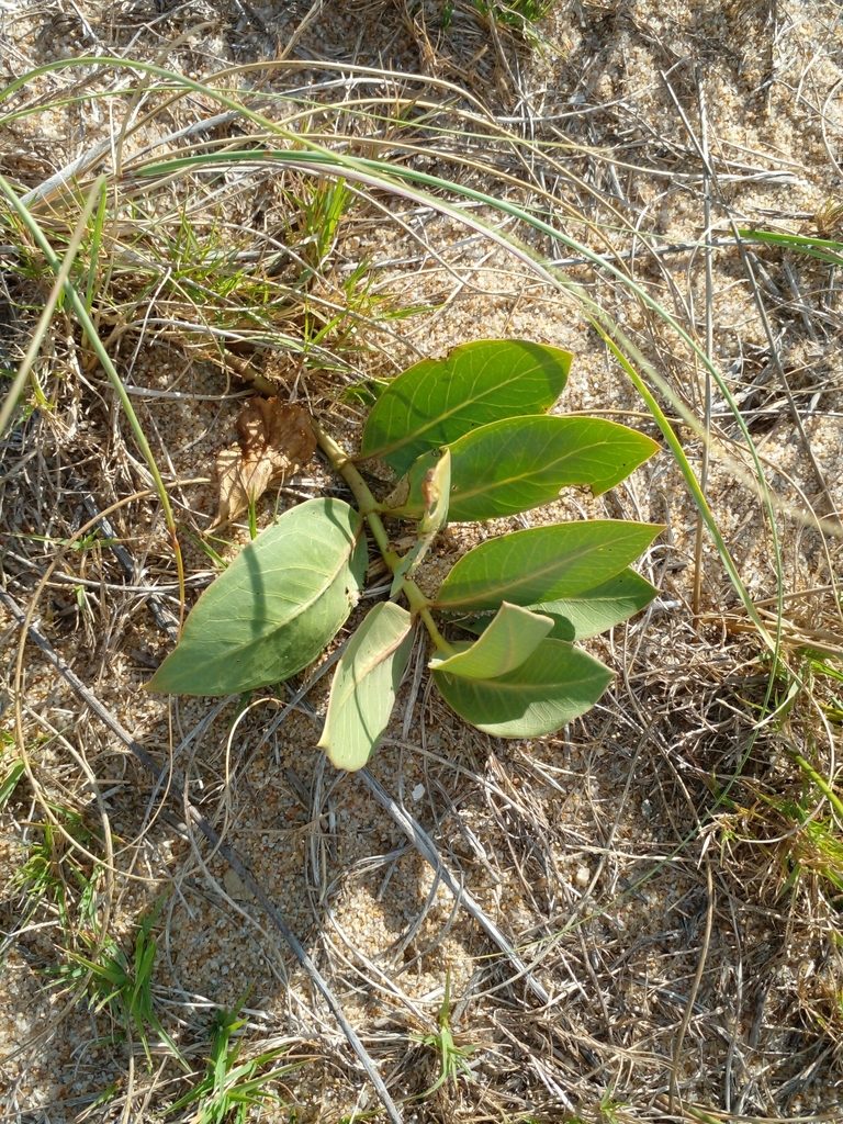 Asclepias candida, photographed by Claudia Gil
