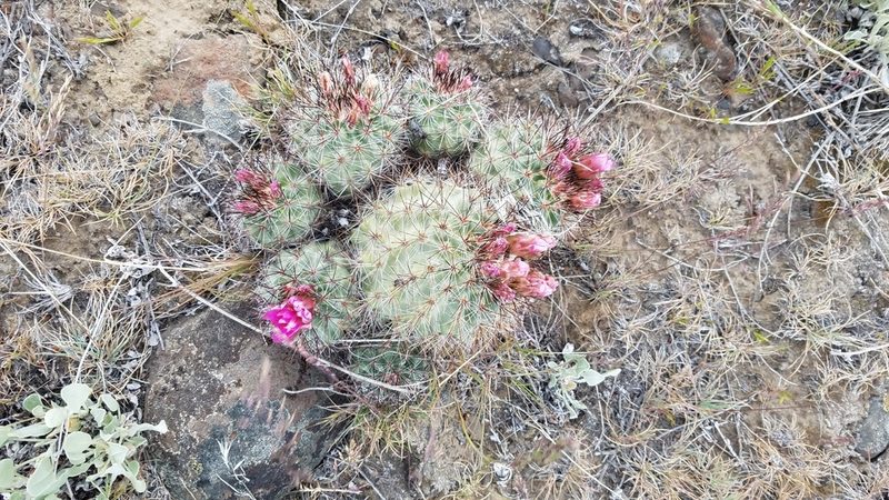 Pediocactus nigrispinus, photographed by Kate Crowell Walker