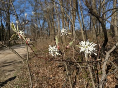 Amelanchier arborea, photographed by Tiffany