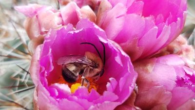 Pediocactus nigrispinus, photographed by Kate Crowell Walker