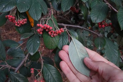 Cotoneaster coriaceus, photographed by Jon Sullivan