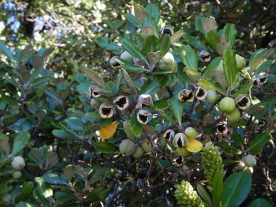 Pittosporum crassifolium, photographed by Jon Sullivan