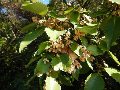 Hoheria populnea, photographed by Jon Sullivan
