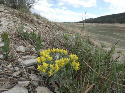 Physaria bellii