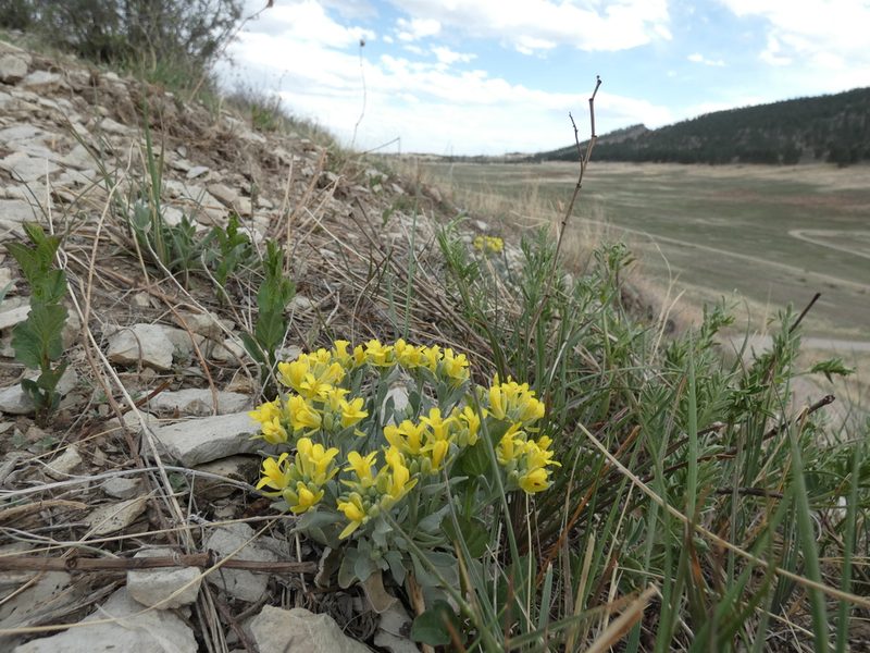 Physaria bellii, photographed by Alaina Krakowiak