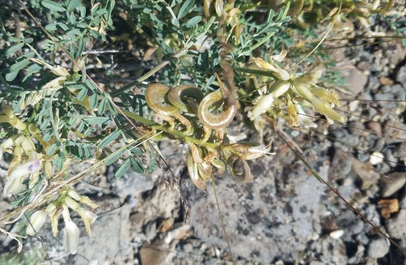 Astragalus speirocarpus, photographed by Kate Crowell Walker