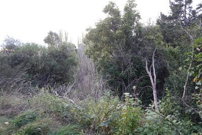 Pittosporum eugenioides, photographed by Jon Sullivan