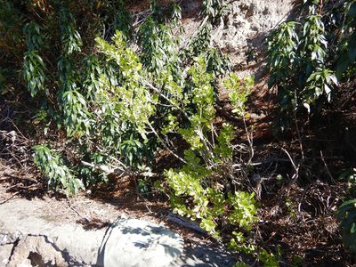 Melicytus obovatus, photographed by Jon Sullivan