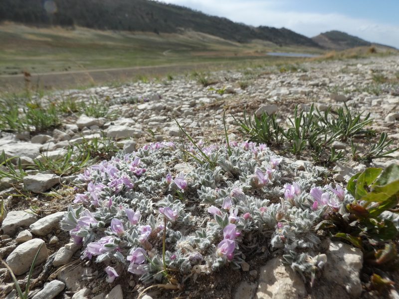 Astragalus tridactylicus, photographed by Alaina Krakowiak