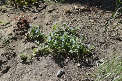 Nemophila menziesii, photographed by velodrome