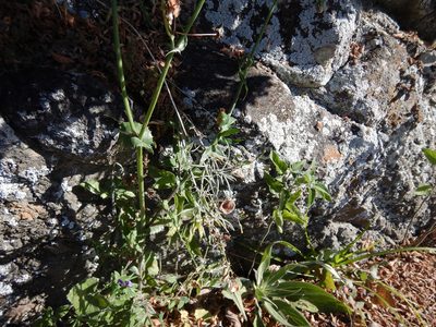 Senecio quadridentatus, photographed by Jon Sullivan