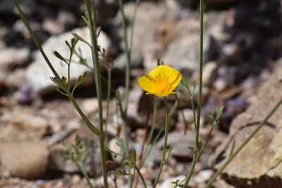 Eschscholzia caespitosa, photographed by velodrome