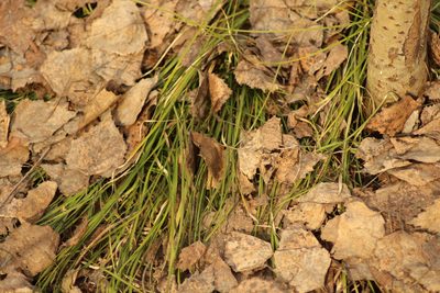 Carex pediformis, photographed by Елена Радостева