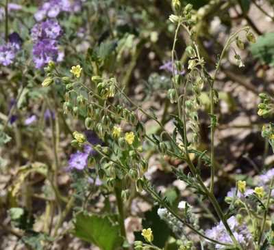 Emmenanthe penduliflora, photographed by velodrome