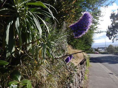 Echium candicans, photographed by Jon Sullivan