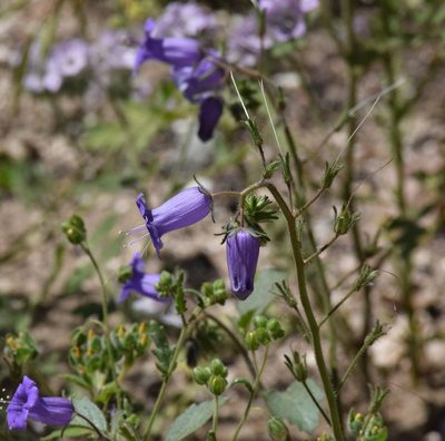 Phacelia minor, photographed by velodrome