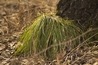 Carex pediformis, photographed by Елена Радостева