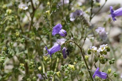 Phacelia minor, photographed by velodrome