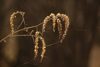 Actaea cimicifuga
