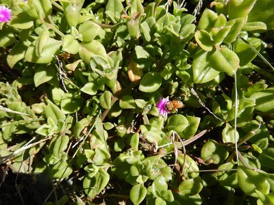 Mesembryanthemum cordifolium, photographed by Jon Sullivan