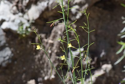 Eulobus californicus