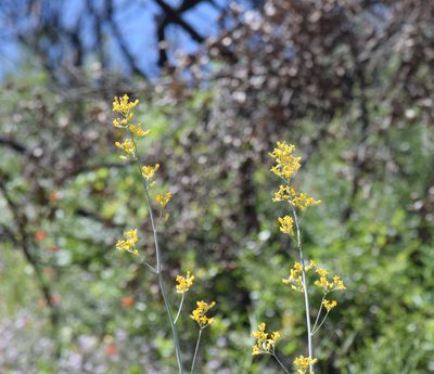 Ehrendorferia chrysantha, photographed by velodrome