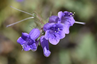 Phacelia minor, photographed by velodrome
