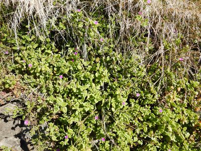 Mesembryanthemum cordifolium, photographed by Jon Sullivan