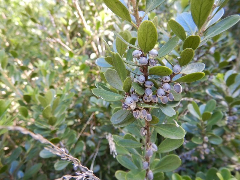 Melicytus obovatus, photographed by Jon Sullivan