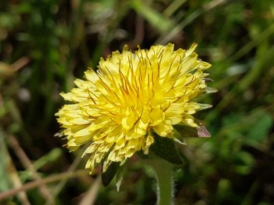 Agoseris grandiflora, photographed by Ken-ichi Ueda