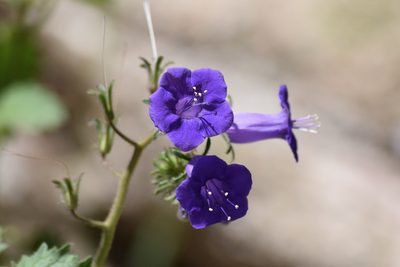 Phacelia minor, photographed by velodrome