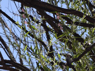 Sairocarpus multiflorus, photographed by velodrome